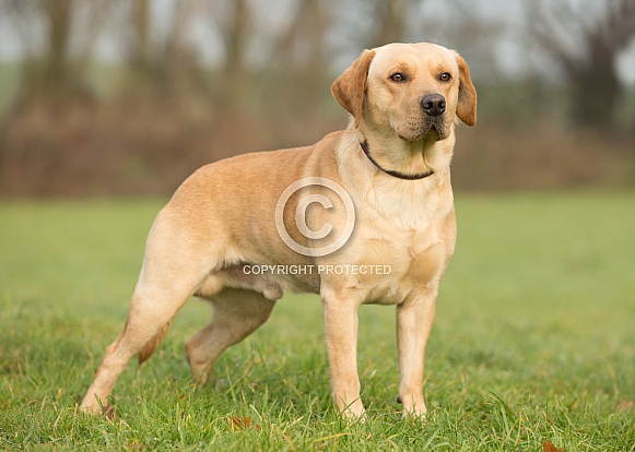 Yellow Labrador Retriever