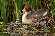 Great Crested Grebe with a young
