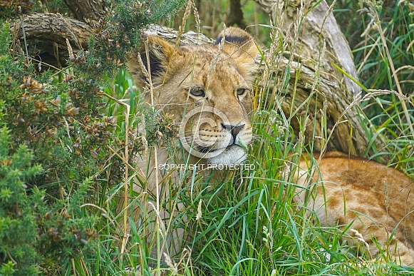 African Lion (young)