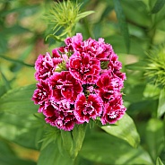 Deep Pink Turkish Carnation Flower