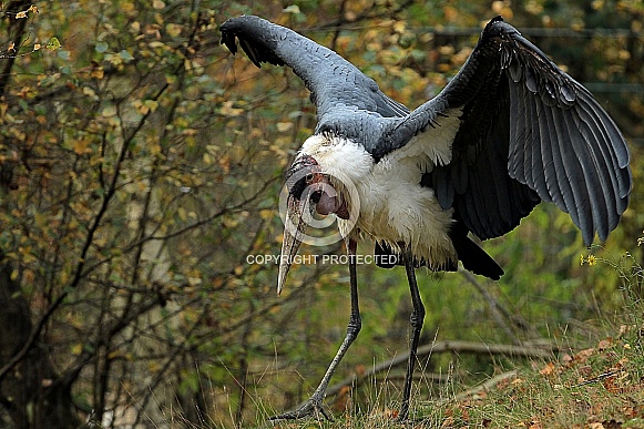 Marabou Stork