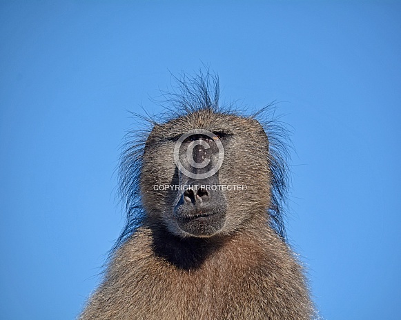 Chacma Baboon