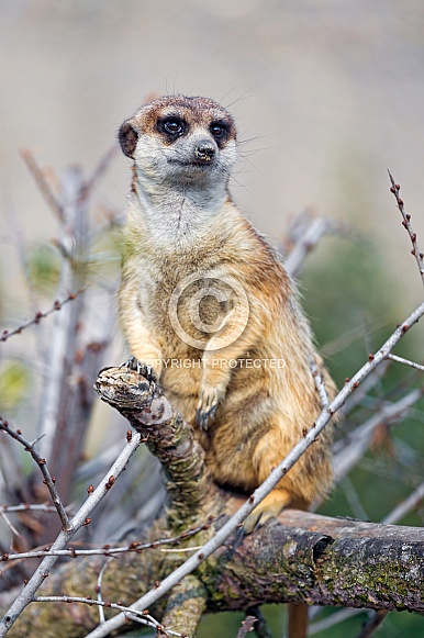 Meerkat