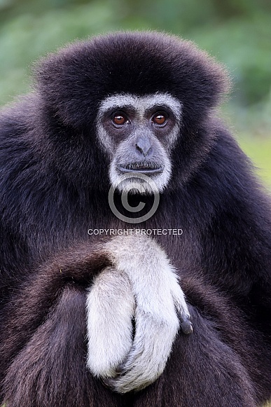 Lar gibbon (Hylobates lar)