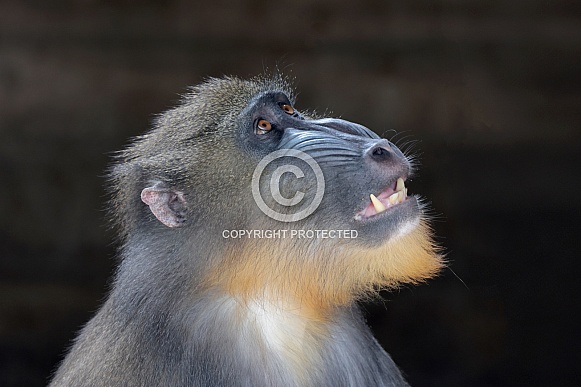 Mandrill (Mandrillus sphinx) Mandrill (Mandrillus sphinx)