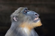 Mandrill (Mandrillus sphinx)