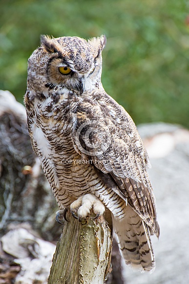 Great Horned Owl Great Horned Owl