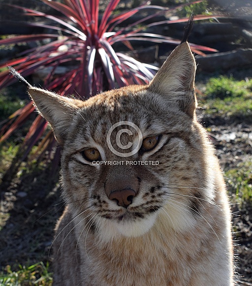 Eurasian Lynx Eurasian Lynx