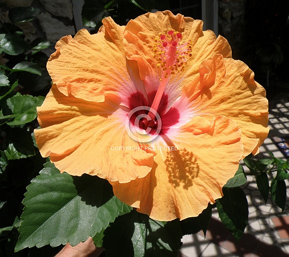 Hibiscus
