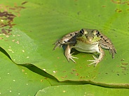 Young Green Frog on Lillypad