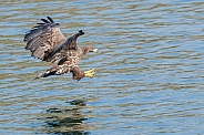 White tailed eagle or European Eagle