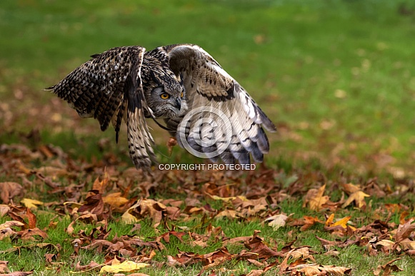 Eurasian Eagle Owl