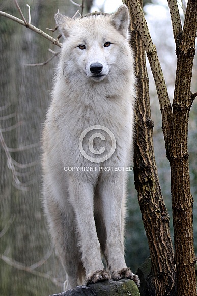 Hudsonbay wolf Hudsonbay wolf