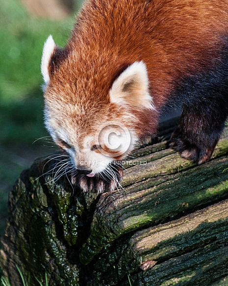 red panda