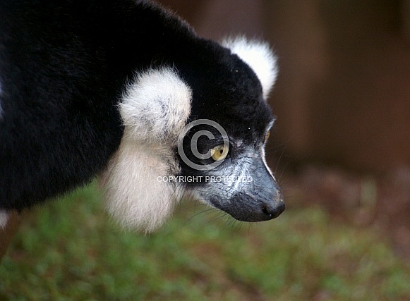 Black and White Ruffed Lemur