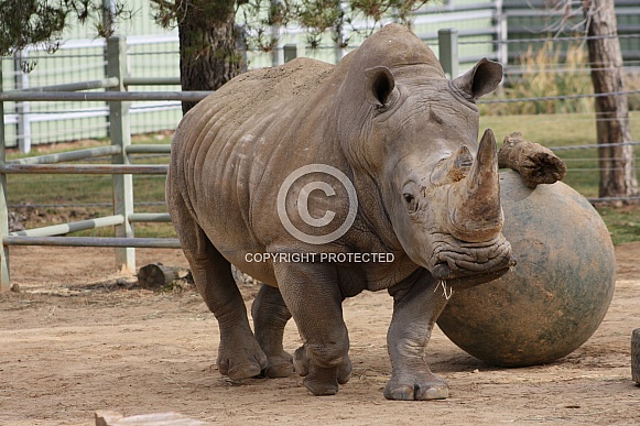 White Rhinoceros