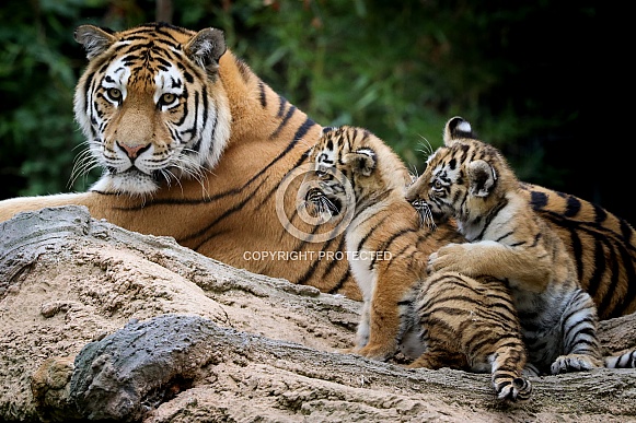 Amur tiger with cubs