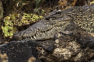 Crocodile On A Rock