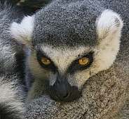 Lemurs