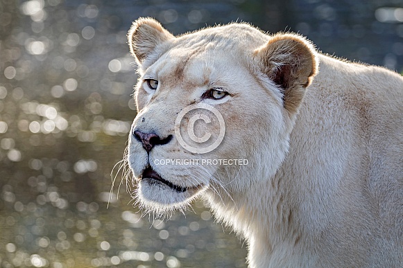White Lion (Panthera Leo)