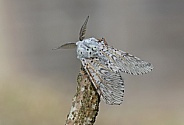 Puss Moth