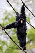 red-faced spider monkey (Ateles paniscus)