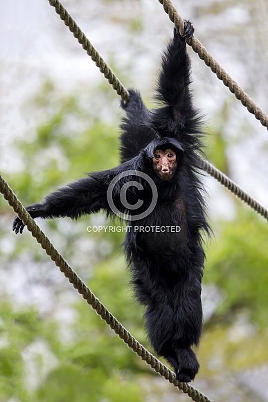 red-faced spider monkey (Ateles paniscus)