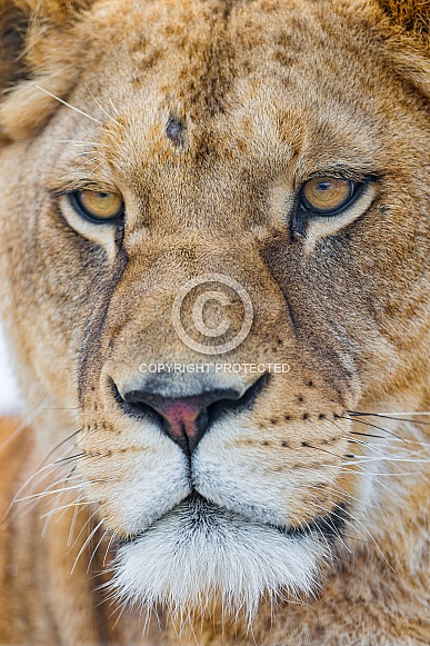 Lion