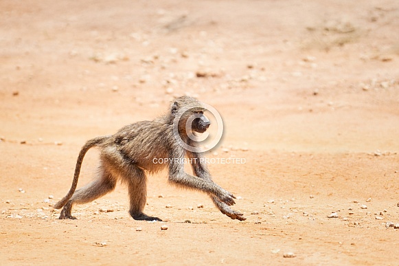 Young baboon running down a road Young baboon running down a road