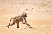 Young baboon running down a road