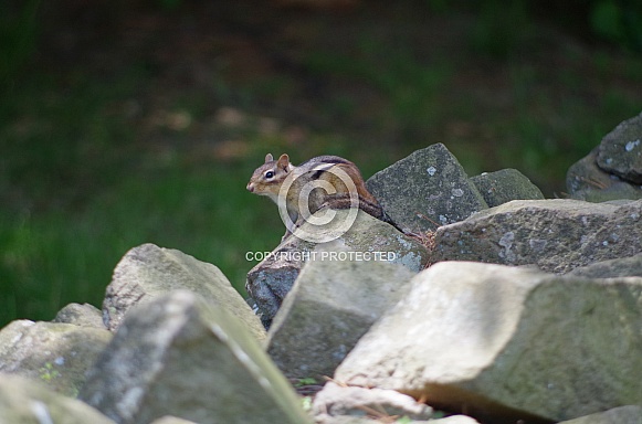 Chipmunk Chipmunk