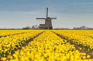 Yellow flowers and a windmill