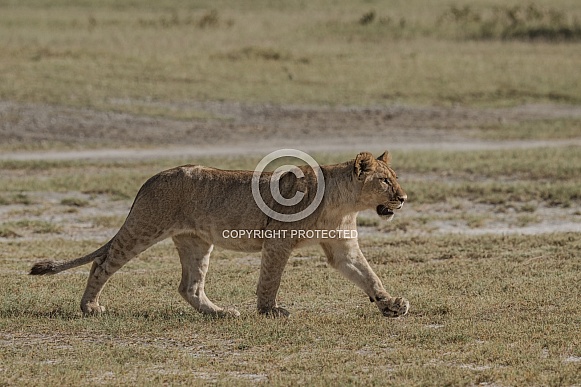 Young lion cub walking in Africa Young lion cub walking in Africa