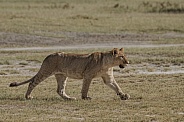 Young lion cub walking in Africa