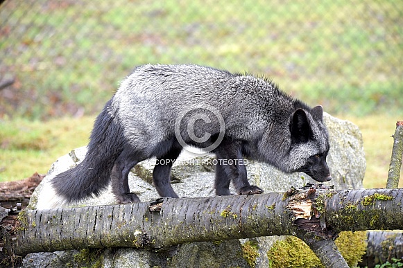 Red Fox - Silver Phase Red Fox - Silver Phase