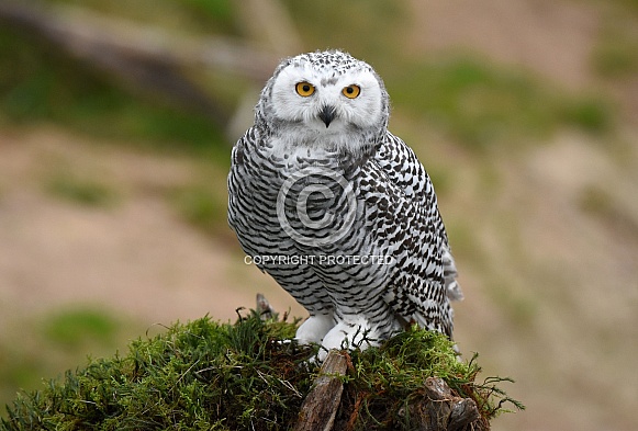 Snow owl