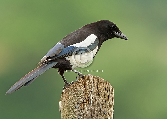 Common Magpie