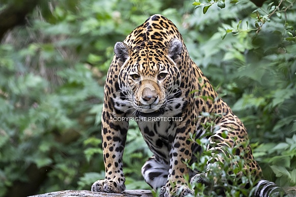 Jaguar