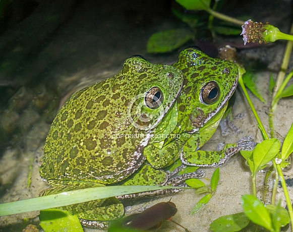 Wild Mating breeding pair of male and female barking tree frogs - Dryophytes gratiosus Wild Mating breeding pair of male and female barking tree frogs - Dryophytes gratiosus