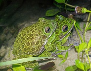 Wild Mating breeding pair of male and female barking tree frogs - Dryophytes gratiosus