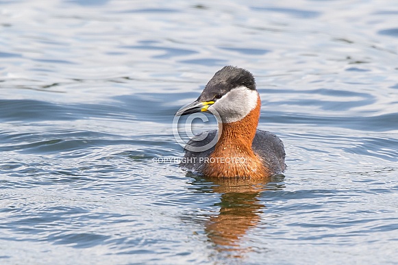 Red-necked Grebe Red-necked Grebe
