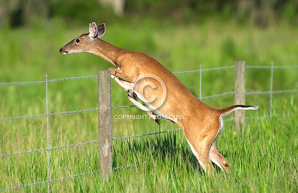 adult female White-tailed Deer, Odocoileus virginianus jumping over barbed wire fence