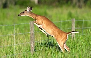 adult female White-tailed Deer, Odocoileus virginianus jumping over barbed wire fence