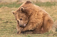 Syrian Brown Bear Chewing A Stick