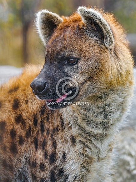 Portrait of a hyena