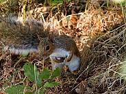 Curious grey squirrel looking up at camera