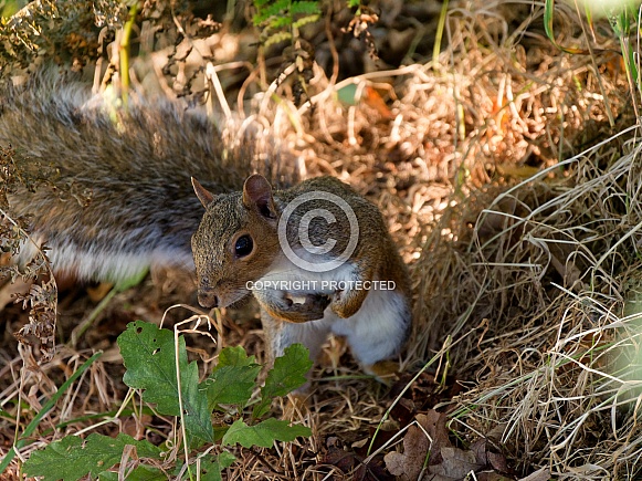 Curious grey squirrel looking up at camera