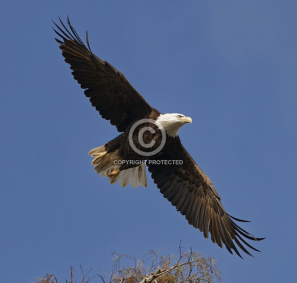 Bald Eagle