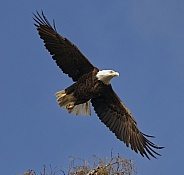 Bald Eagle