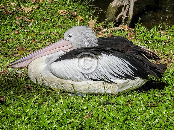 Australian Pelican